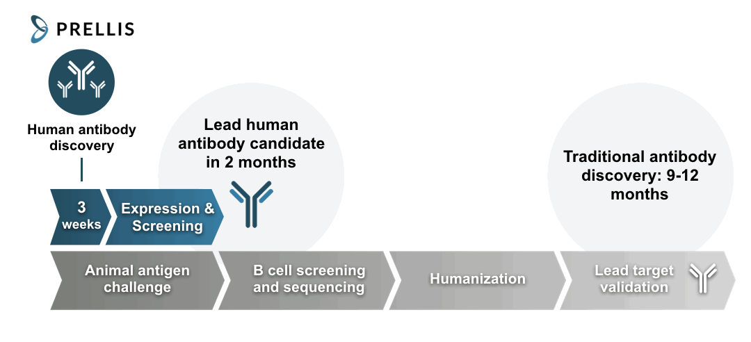 Antibody Production.gif