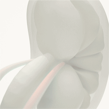 Kidney Microvasculature