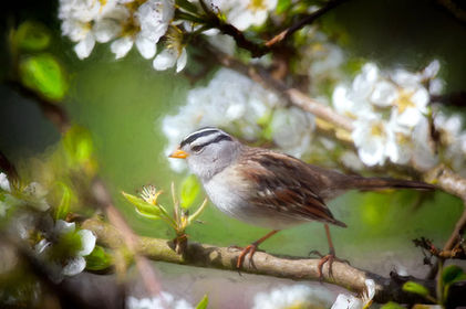 White Crown Sparrow by Don Turriaga