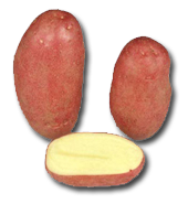 Rodéo