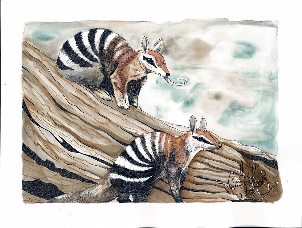 Numbats