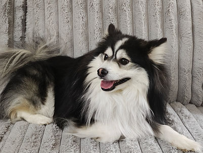Zeus the breeding stud of Idaho Pomsky