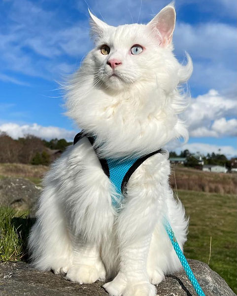 wasdworth odd eye poly.jpg