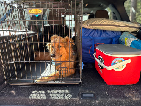 Thanksgiving Under the Stars: A Night of Camping, Family, and S'mores