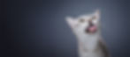 Bild zu Einzeltraining: Katze streckt Zunge raus