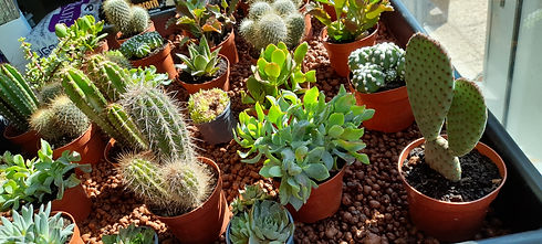 Cactus et succulentes