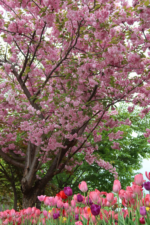 IMG_0781.JPG
