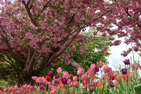 Cherry Blossoms