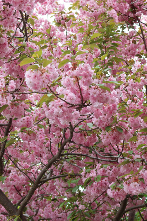 Cherry Blossoms
