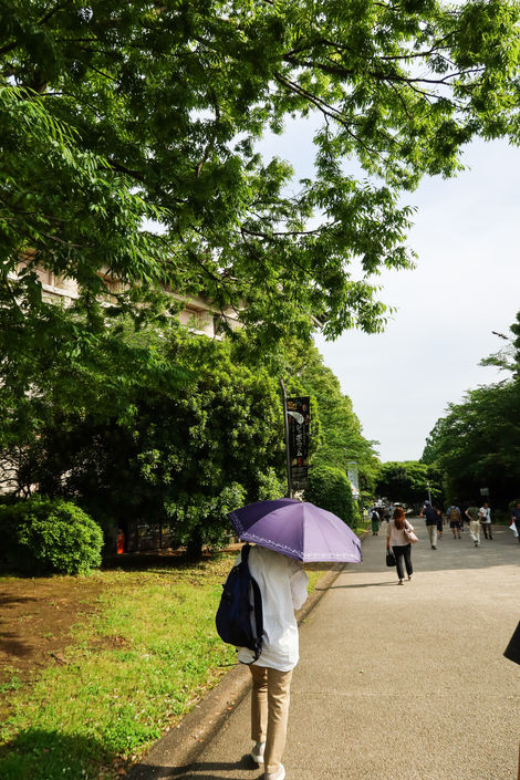 Japan Scenery