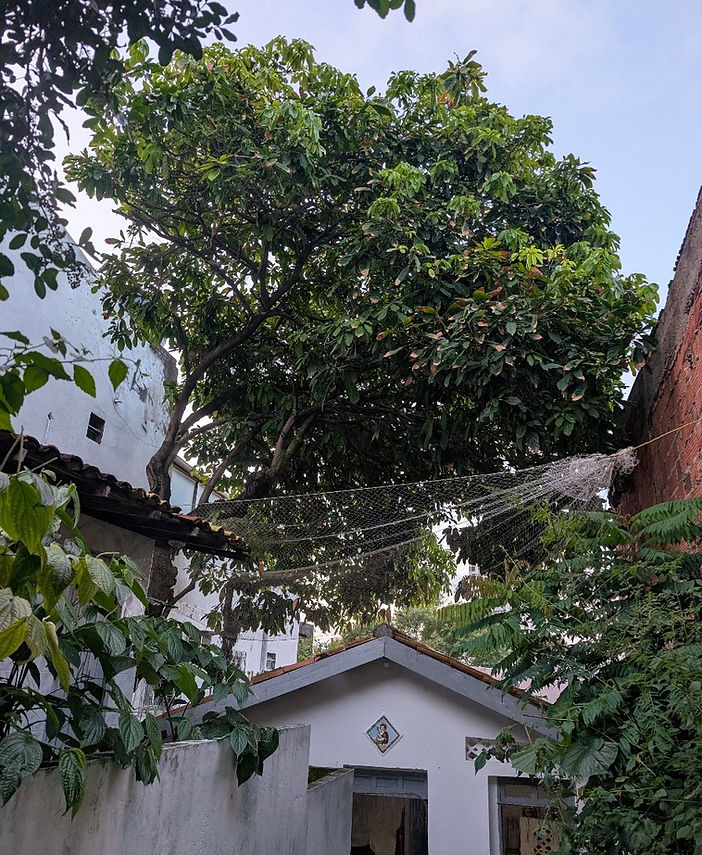 Figure 1 An obi tree in Ilê Axé Odô Obá Obitikô.jpg