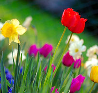 Colorful_spring_garden.jpg