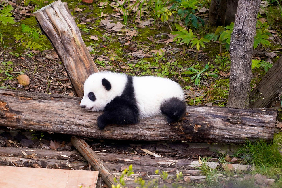 Centro de Pesquisa de Criação de Pandas Gigantes de Chengdu