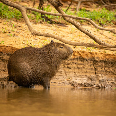 Capivara, Pantanal Sul-Mato-Grossense