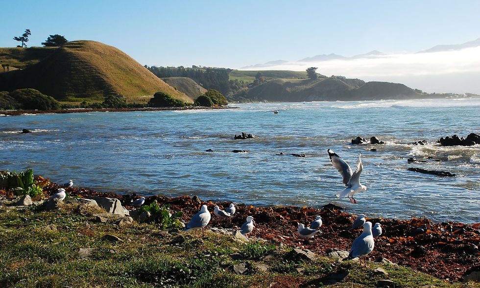 Kaikōura, refúgio de vida marinha