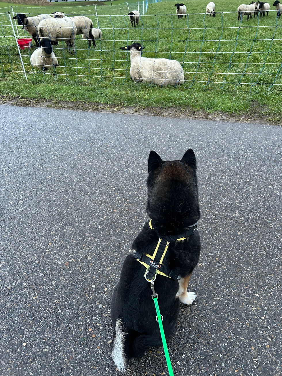 Wenn das, was wir trainieren wollen, eigentlich zum Hund gehört.