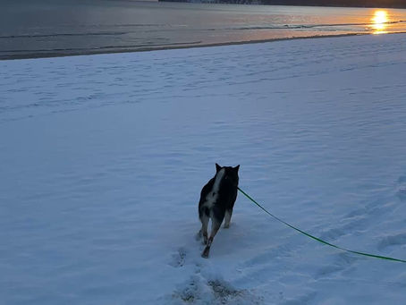 Wenn selbst der Hund verwirrt schaut