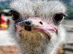 ostrich2.jpeg