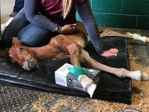 Baby Gypsum needs our help