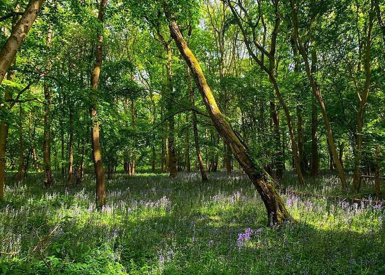 woodland background