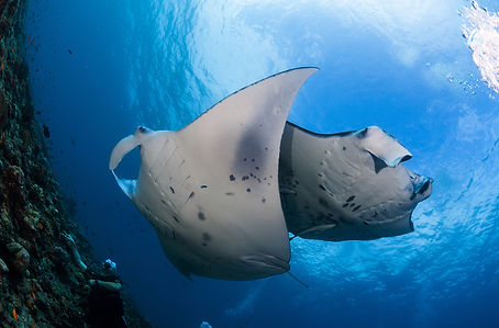 DIVING-18