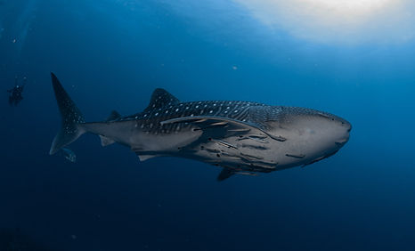 NS-Andaman13.Experience the best at the best dive sites in Thailand with the best Aqua Thailand liveaboard Quick inquiry What