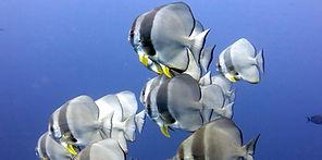 shutterstock_193346324-1.Create the best experience and memories in South Andaman with the best AQUA THAILAND liveaboard in T