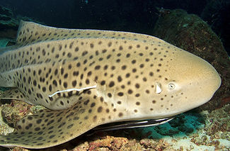 shutterstock_250401802-1.Create the best experience and memories in South Andaman with the best AQUA THAILAND liveaboard in T