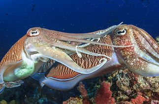 shutterstock_231379891-1.Create the best experience and memories in South Andaman with the best AQUA THAILAND liveaboard in T
