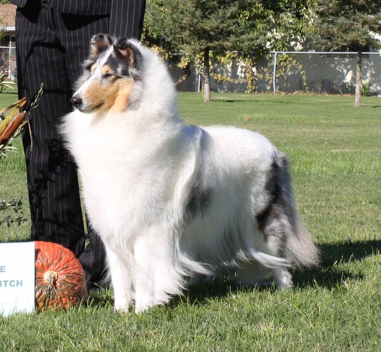 Rough Collie Breeder United States Castlebar Collies