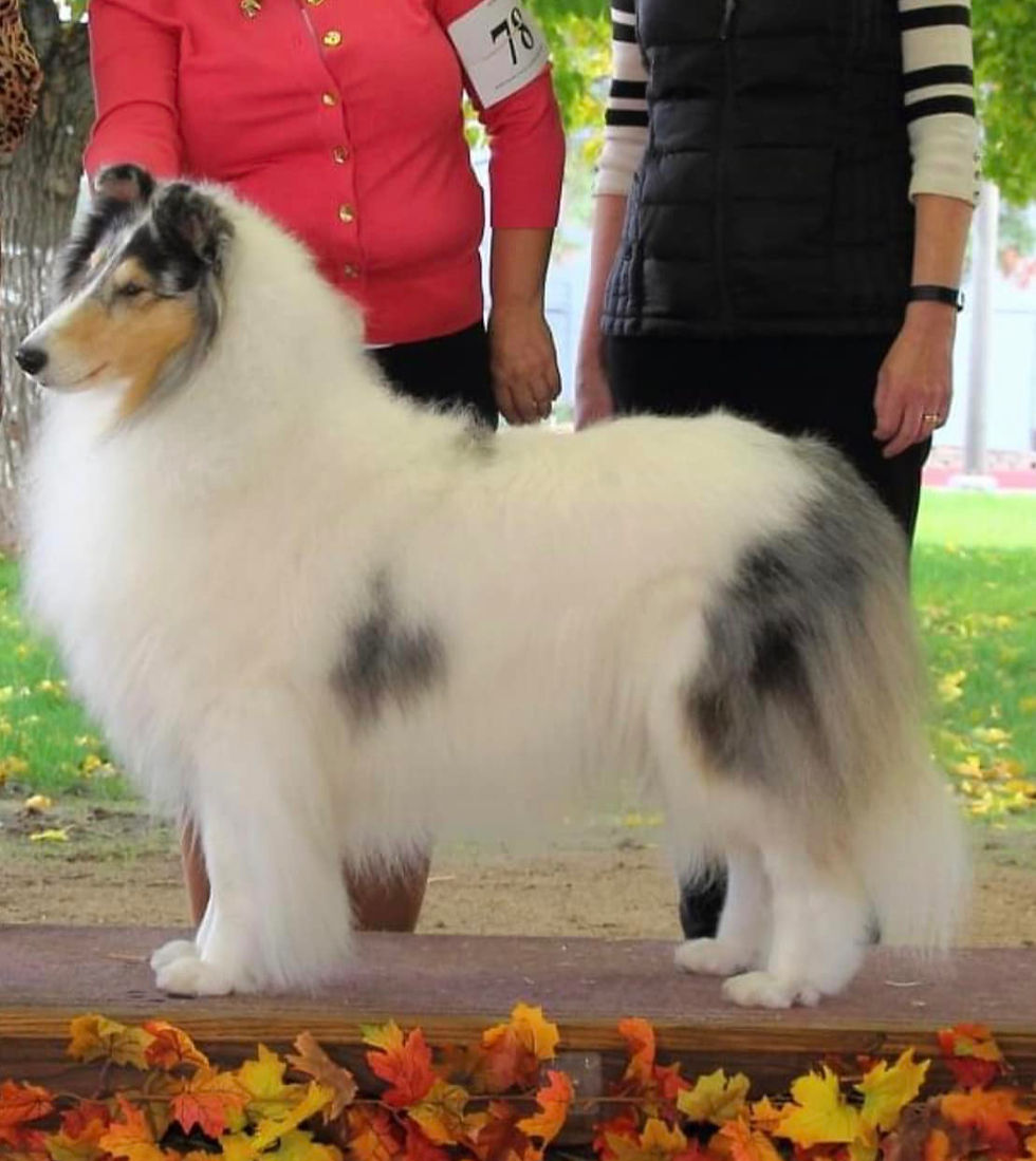 Beautiful Blue Merle rough collie posing for her show photo