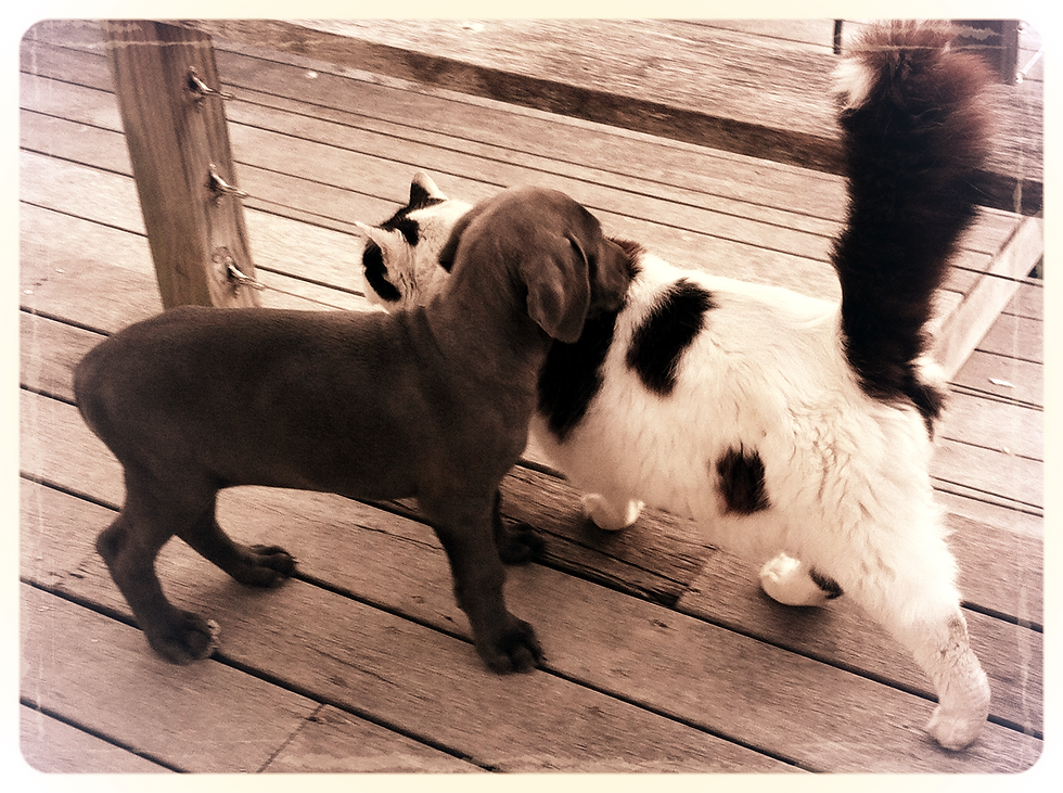 Sophie and Fat Cat