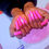 Thumbnail: professional nails