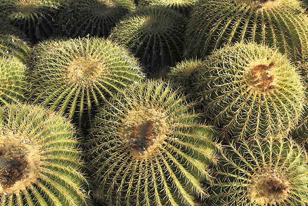 Arizona Golden Barrels