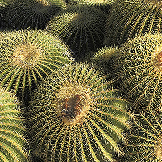 Arizona Golden Barrels