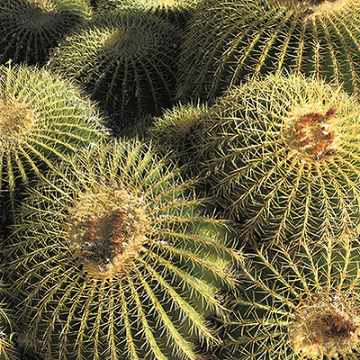 Arizona Golden Barrels