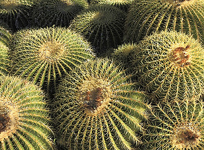 Arizona Golden Barrels