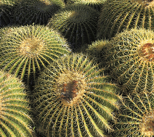 Arizona Golden Barrels