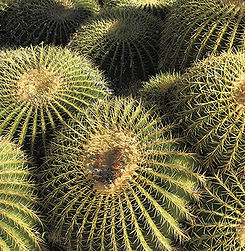 Arizona Golden Barrels