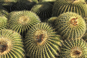 Arizona Golden Barrels