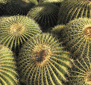 Arizona Golden Barrels