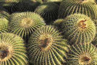 Arizona Golden Barrels