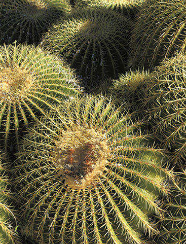 Arizona Golden Barrels