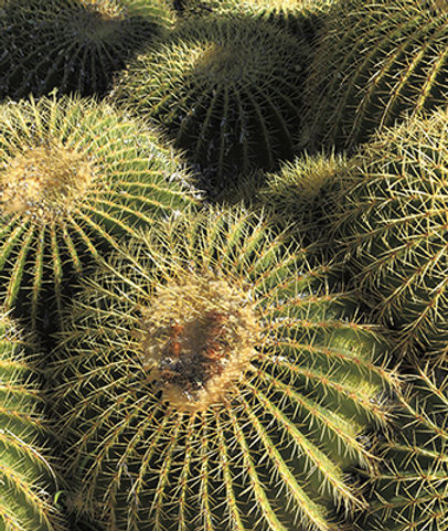cactus indicating difficult challenges
