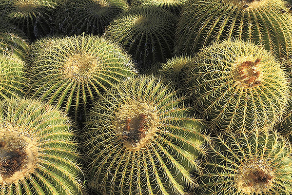 Arizona Golden Barrels