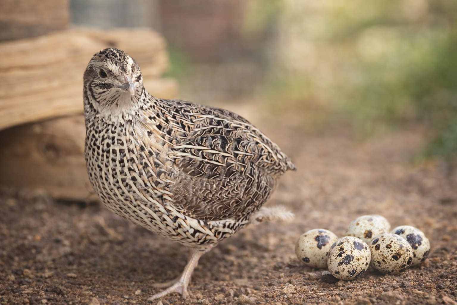 Coturnix Quail Laying Hens – Ages 8 Weeks and Up