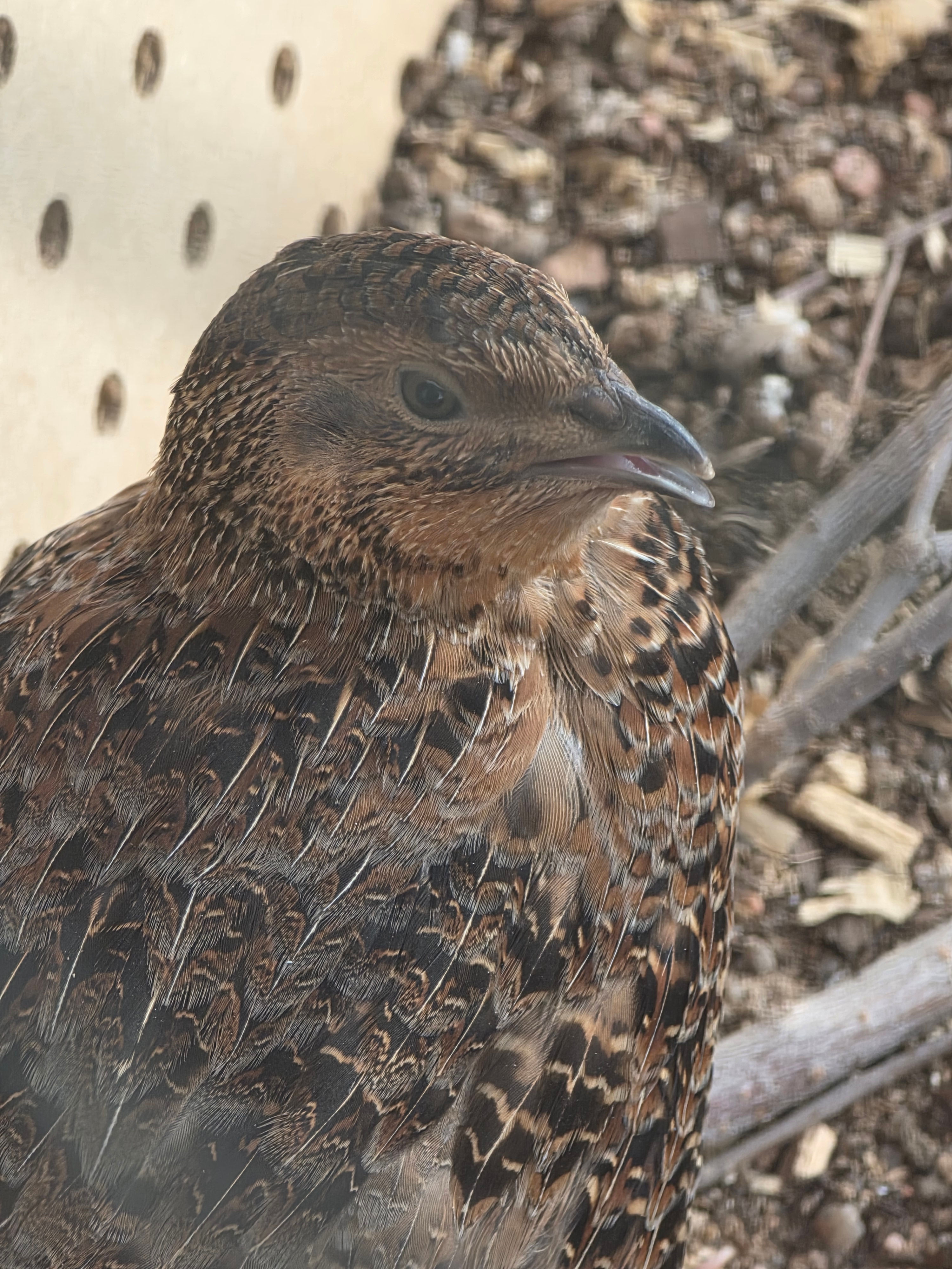 Male Coturnix Quail – Breeding / Flock Management