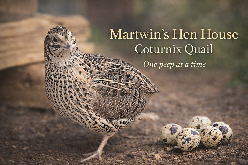 Landscape photo of a speckled Coturnix quail standing on dirt beside speckled eggs