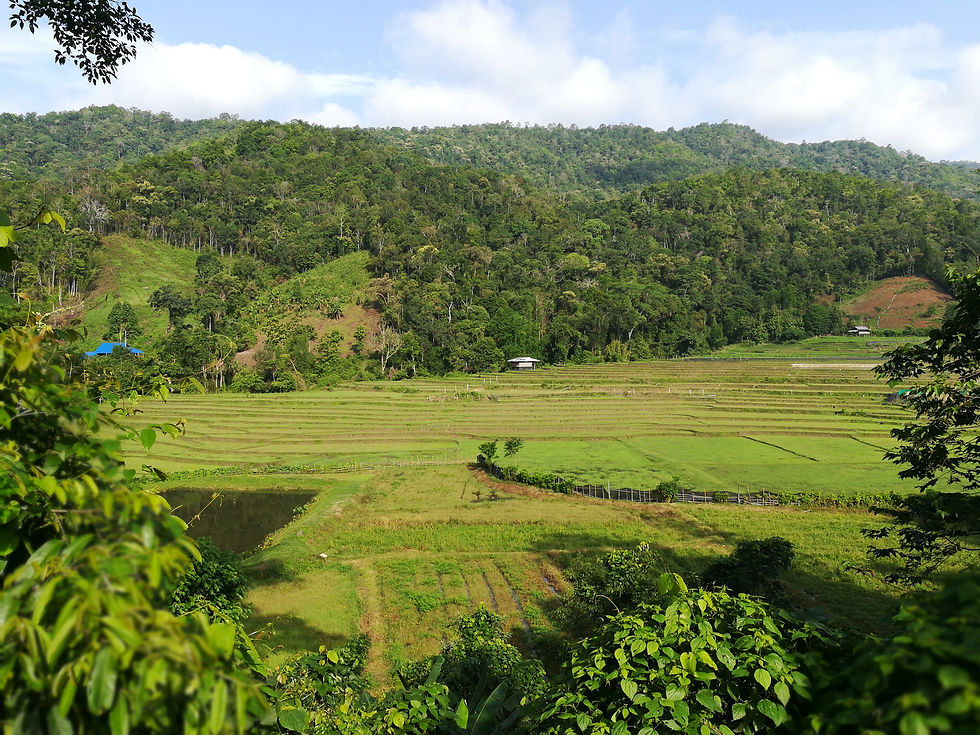 Rice farms