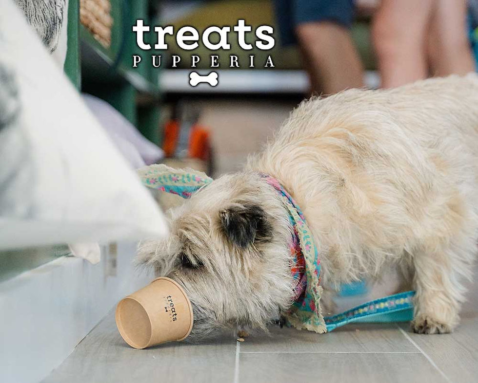 treats-pupperia-gallery05-doggy-01.jpg